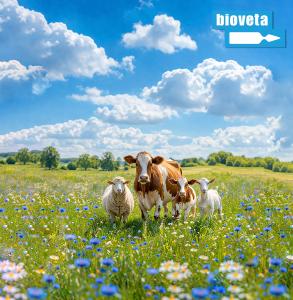 Stanovisko k vakcinácii a revakcinácii vakcínou BioBos BTV 3 a k vakcínam proti sérotypom BTV 4 a BTV 8